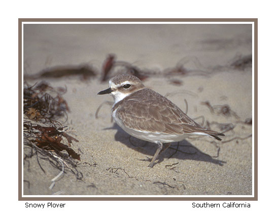 snowy plover